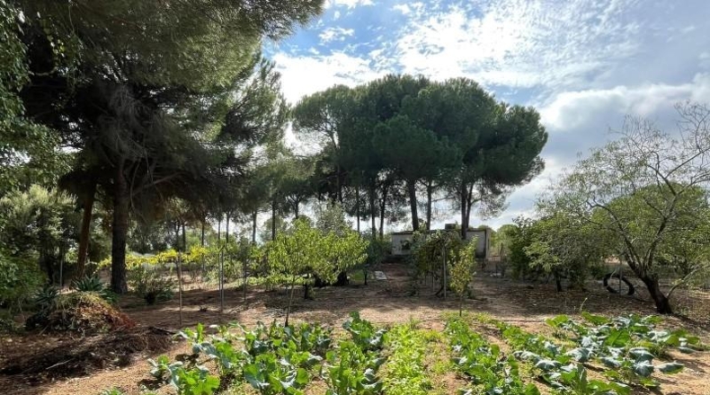 Huelva - Beas - 10000m2