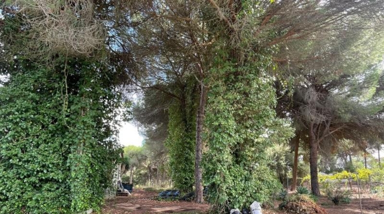 Huelva - Beas - 10000m2