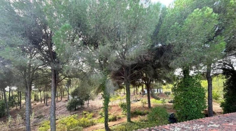 Huelva - Beas - 10000m2