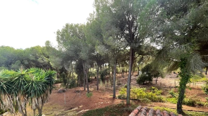 Huelva - Beas - 10000m2