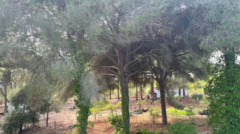 Huelva - Beas - 10000m2