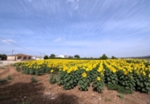 Chalet independiente con terreno en venta en la España, Jerez de la Frontera, ref: TR416068 foto