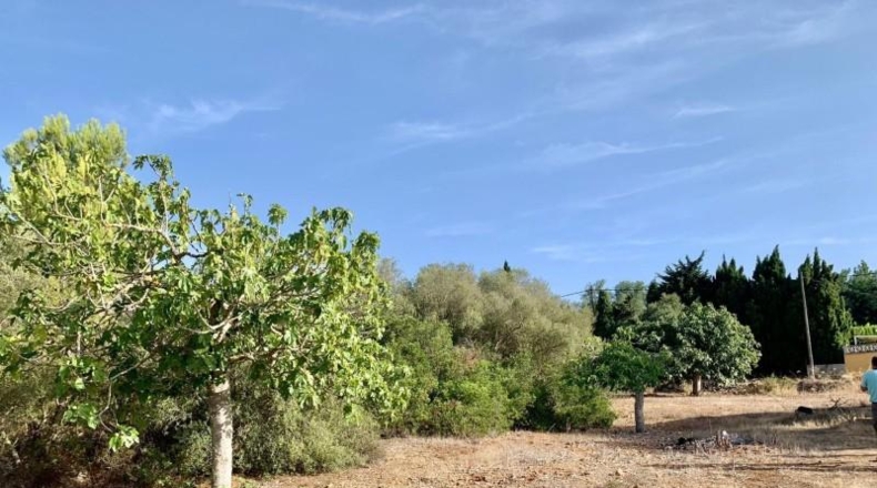 Balearic Islands - Palma - 67000m2