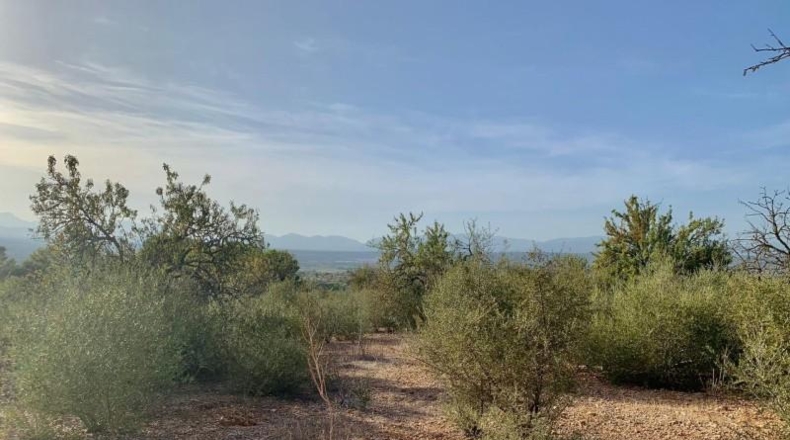 Balearic Islands - Palma - 67000m2