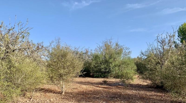 Balearic Islands - Palma - 67000m2
