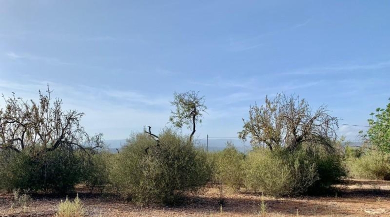 Balearic Islands - Palma - 67000m2