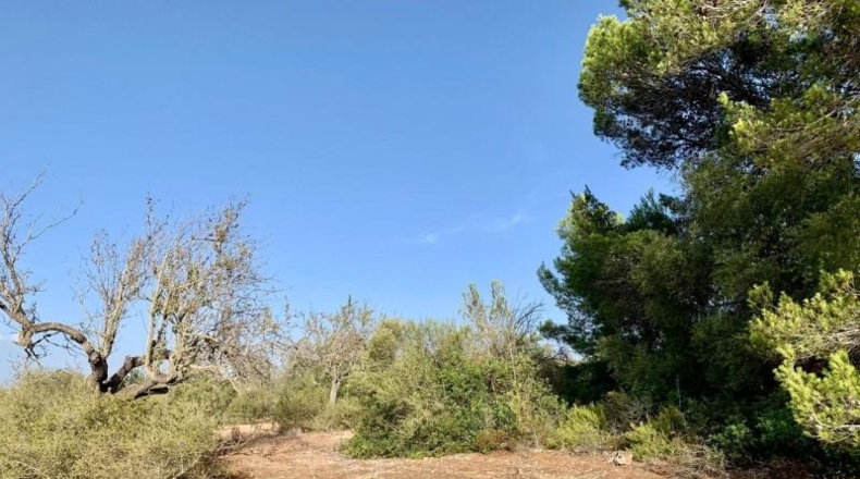 Balearic Islands - Palma - 67000m2