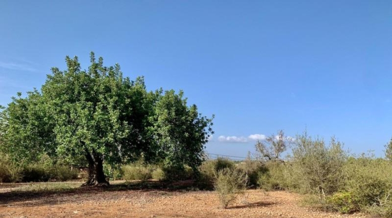 Balearic Islands - Palma - 67000m2