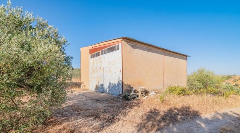 Granada - Chauchina - 102965m2