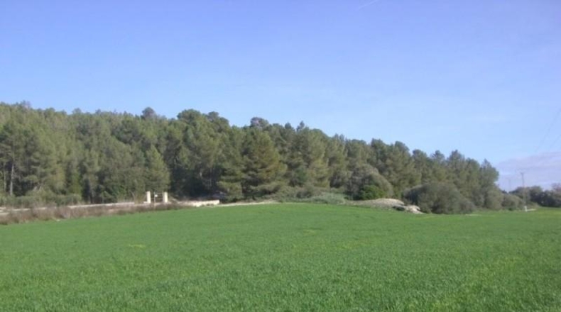 Islas Baleares - Algaida - 52985m2