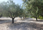 Terreno no urbanizable en venta en la España, Ontinyent, ref: TR416217 foto