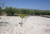 Terreno no urbanizable en venta en la España, Ontinyent, ref: TR416217 foto