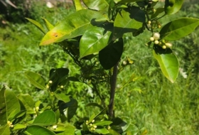 Foto 11