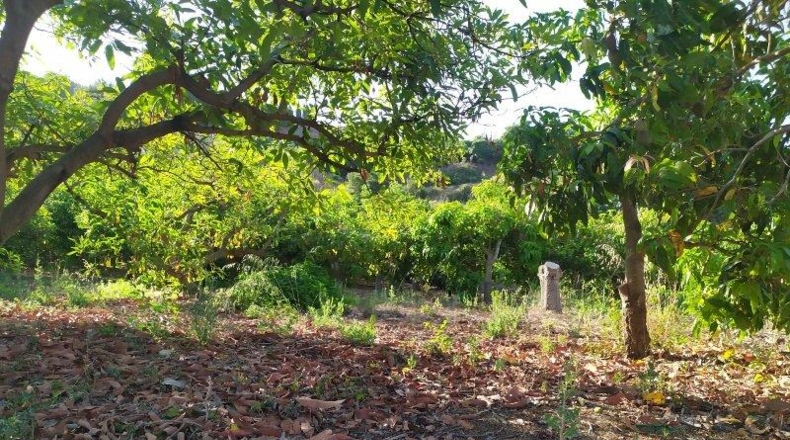 Málaga - Frigiliana - 9000m2