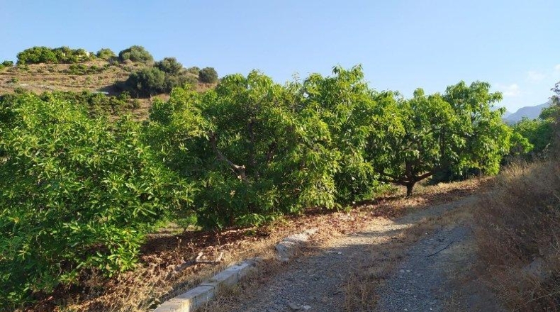 Málaga - Frigiliana - 9000m2