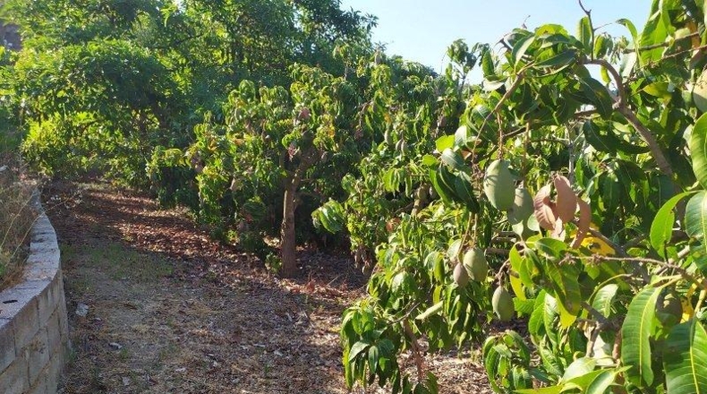 Málaga - Frigiliana - 9000m2