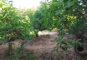 Terreno no urbanizable en venta en la España, Frigiliana, ref: TR416266 foto
