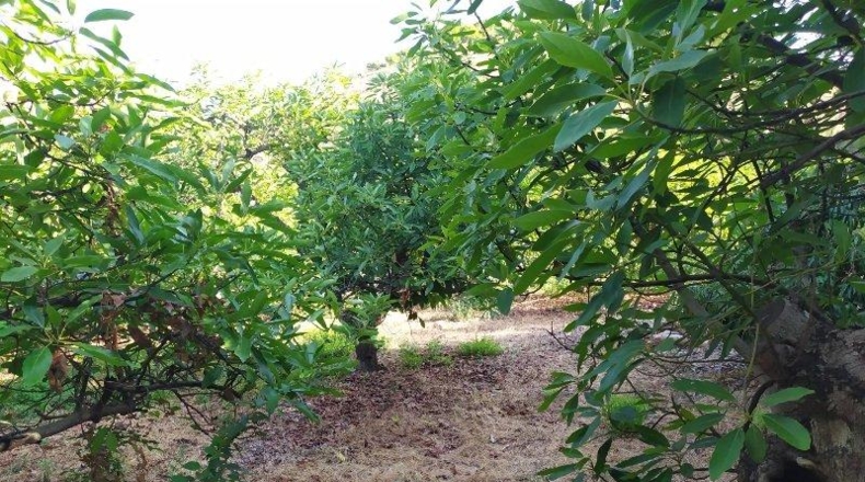 Málaga - Frigiliana - 9000m2