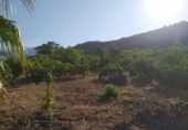 Terreno no urbanizable en venta en la España, Frigiliana, ref: TR416266 foto