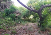 Terreno no urbanizable en venta en la España, Frigiliana, ref: TR416266 foto