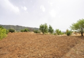 Detached villa with land for sale on España, Valsequillo, ref: TR416330 photo