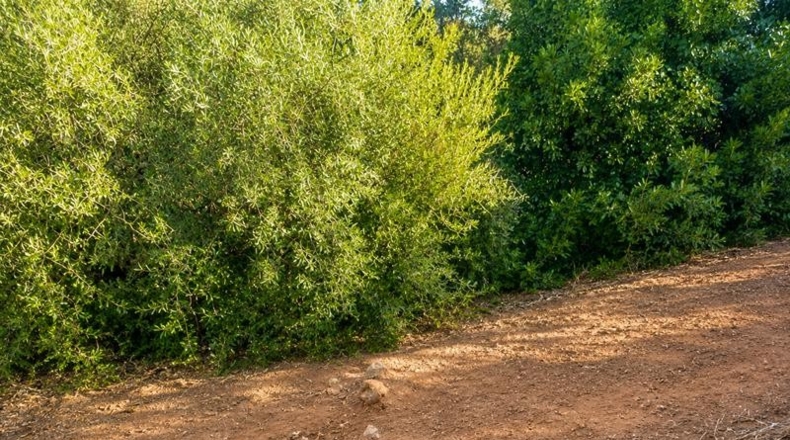 Málaga - Estepona - 20000m2