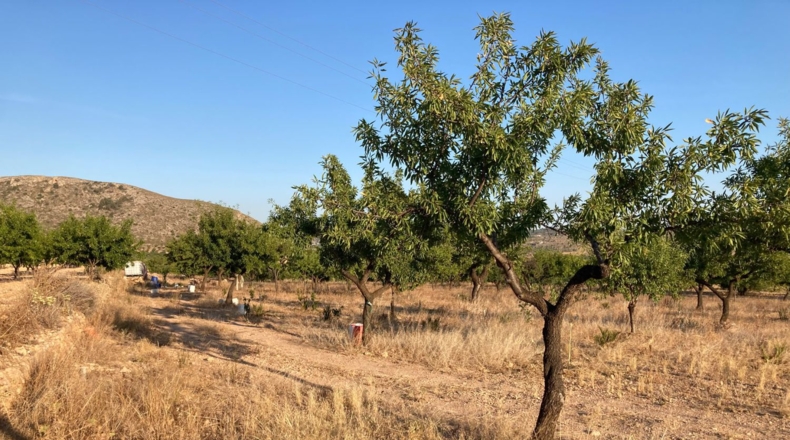 Alicante - Oriola - 5300m2