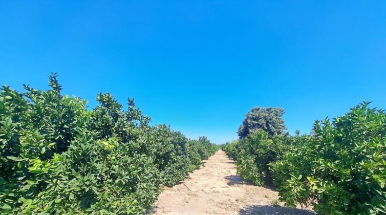 Valencia - Carcaixent - 11067m2