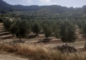 Masia with land for sale on Camí dels Mudèfers, Bot, ref: TR416464 photo