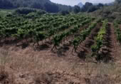 Masia with land for sale on Camí dels Mudèfers, Bot, ref: TR416464 photo