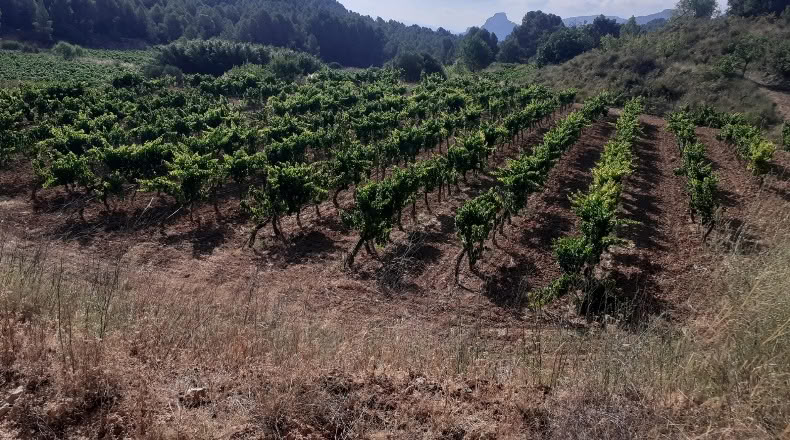 Tarragona - Bot - 22590m2