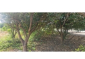 Terreno no urbanizable en venta en la España, Benferri, ref: TR416468 foto