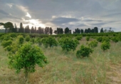 Non-developable land for sale on España, Corbera, ref: TR408358 photo
