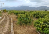 Non-developable land for sale on España, Corbera, ref: TR408358 photo