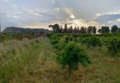 Non-developable land for sale on España, Corbera, ref: TR408358 photo