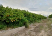 Non-developable land for sale on España, Corbera, ref: TR408358 photo