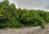 Non-developable land for sale on España, Corbera, ref: TR408358 photo