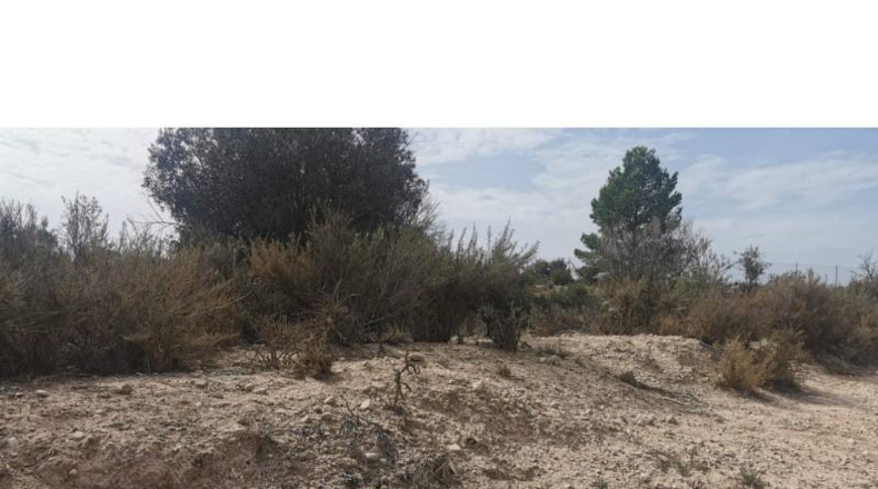 Alicante - Salinas - 31658m2