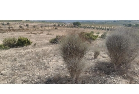 Salinas 31658&nbsp;m²