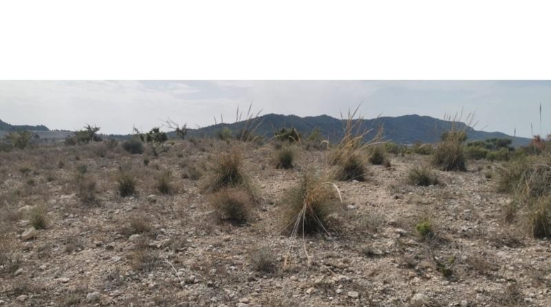 Alicante - Salinas - 31658m2