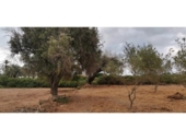 Parcela urbanizable en venta en la España, Elche, ref: TR416492 foto