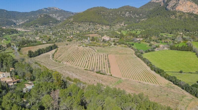 Islas Baleares - Puigpunyent - 1500m2