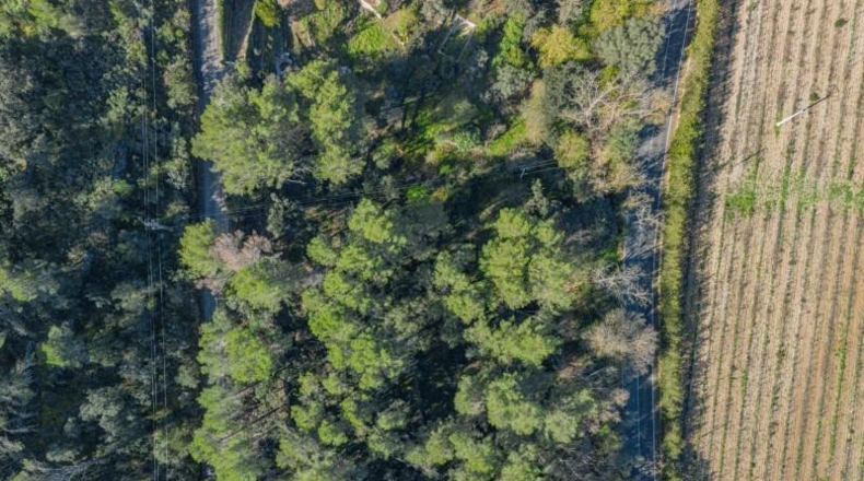 Islas Baleares - Puigpunyent - 1500m2