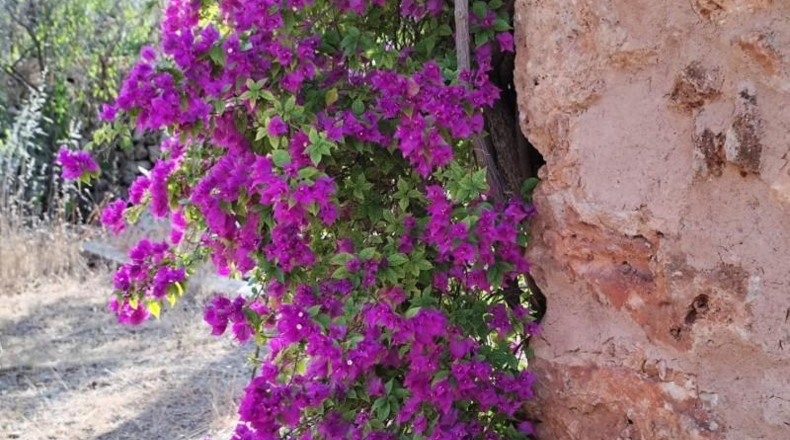 Islas Baleares - Campos - 80m2