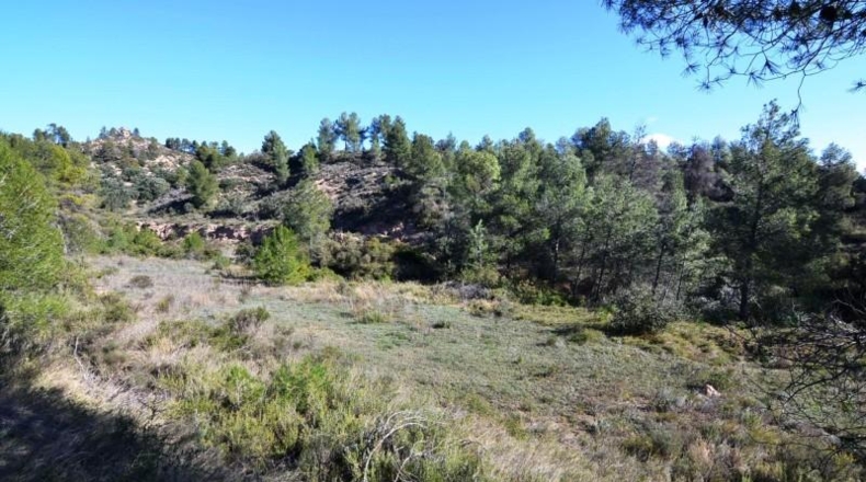 Tarragona - Ascó - 24000m2