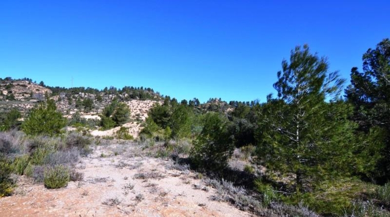 Tarragona - Ascó - 24000m2