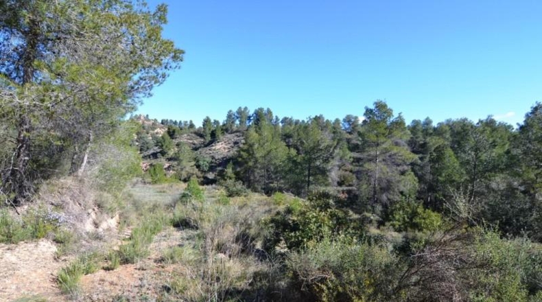 Tarragona - Ascó - 24000m2