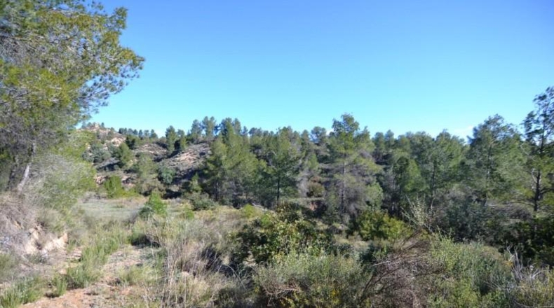 Tarragona - Ascó - 24000m2