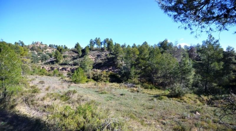 Tarragona - Ascó - 24000m2