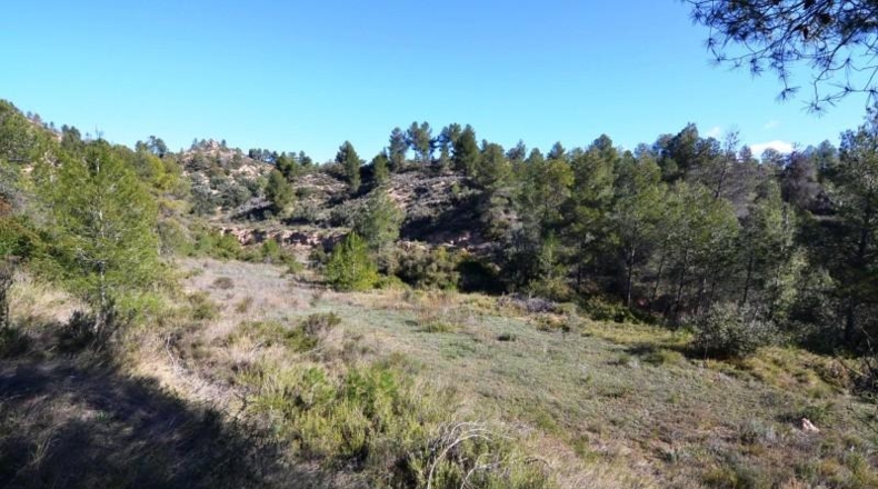 Tarragona - Ascó - 24000m2